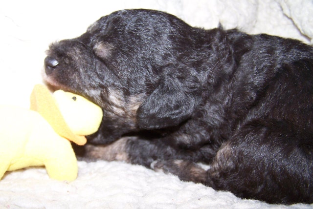 Arc-en-ciel Arlequin 02.02 (3).JPG